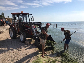 Уборка пляжей Кирилловки длится с первых дней атаки водорослей фото