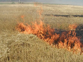 В Мелитополе огонь с пустырей подбирается к жилью фото