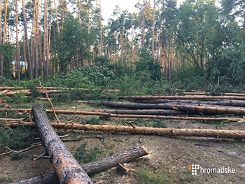 Вырубка леса под Киевом закончилась стрельбой полиции и разбитыми машинами фото