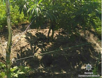 Мелитополец выращивал на огороде коноплю фото