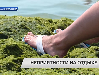 Почему в Кирилловке так много водорослей?  фото