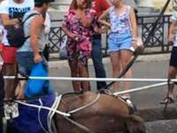 В Одессе два часа спасали лошадь, которая упала в обморок от жары фото