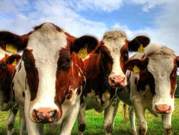 Danone из-за контрсанкций перевозит 5000 коров из ЕС в Сибирь фото