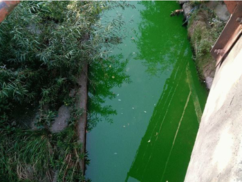 В Киеве река Лыбидь стала ярко зеленой фото