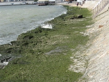 Азовское море снова пугает водорослями и зловонием  фото