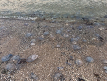 Прибрежные воды Кирилловки заполонили медузы  фото