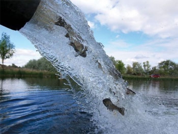 Запорожские водохранилища будут чистить толстолобики и карпы фото