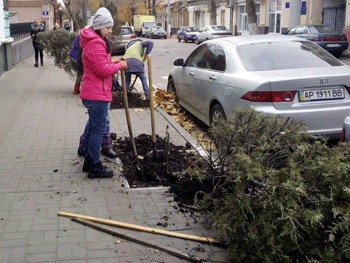 Возле исполкома снесли можжевельники фото