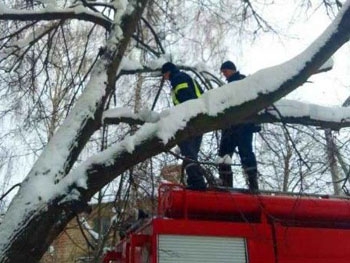 В Запорожье мужчина застрял на дереве, спасая кота фото