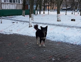 В Бердянске зоозащитники призывают кормить собак фото