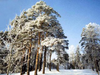 День Николая Студеного: что нельзя делать 17 февраля фото