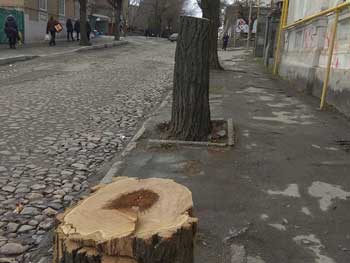 Экономим газ: деревья на дрова пилят уже в центре города фото