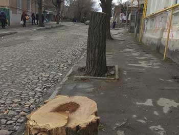 Выяснилось, кто спилил акации в центре города фото