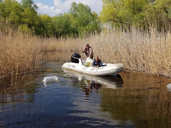 В водоёмы области выпустили 150 тысяч мальков щуки  фото