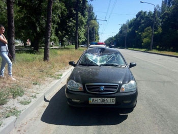 В Запорожье спасают оленя, попавшего в ДТП  фото