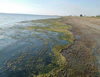 Молочный лиман гниет, соленость ниже порога выживаемости рыбы фото