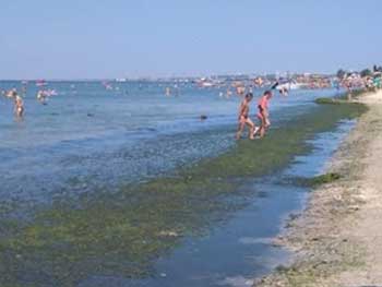 В сети показали заваленные водорослями пляжи Бердянска (ФОТО, ВИДЕО) фото