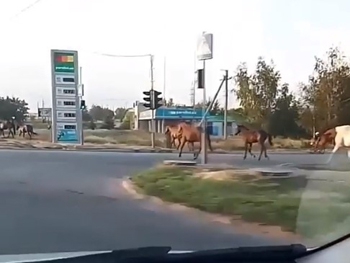 По Запорожью пронесся табун лошадей фото