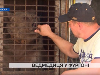 Брата цирковой медведицы из Запорожья съели в ресторане  фото