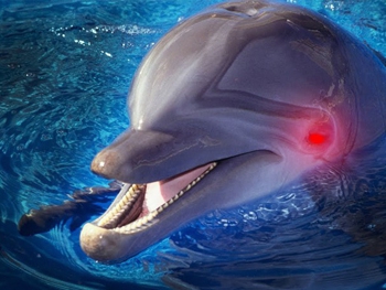 Не добрые и не милые: зачем дельфины убивают и насилуют купающихся людей фото