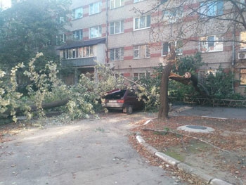 В Запорожье огромное дерево раздавило легковушку фото