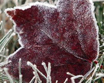 В Запорожье продлятся заморозки на почве фото