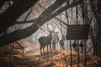 На острове Хортица заметили семейство редких животных фото