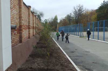 Возле стадиона высадили аллею из декоративных ив  фото