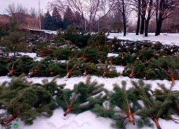 В центре Запорожья накрыли большую точку с незаконно вырубленными елками фото