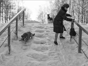 Что будут делать коммунальщики, если город накроет гололедица фото