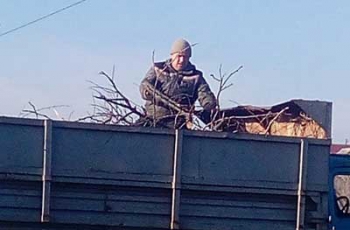 Новый поворот: обрезкой деревьев на улицах Мелитополя занимался не аноним фото