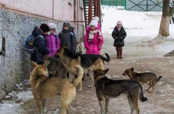 В Мелитополе бродячие собаки терроризируют детей фото