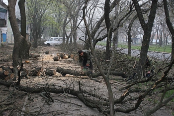 В Мелитополе неизвестные рубили деревья во дворе жилого дома фото