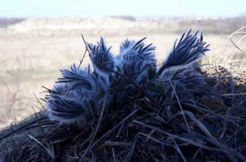 На Каменной Могиле зацвели первые весенние цветы фото