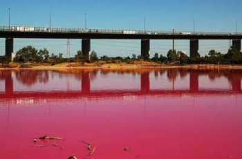 В парке Мельбурна озеро внезапно стало насыщенно-розовым (ФОТО. ВИДЕО) фото