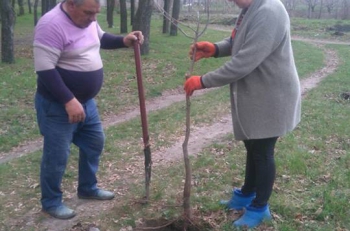 В Терпеньевском сельсовете высадили полтысячи новых деревьев фото