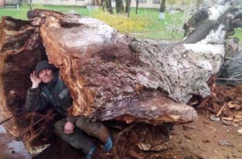 В Запорожской области снесли огромный тополь, внутри которого поместился человек  фото