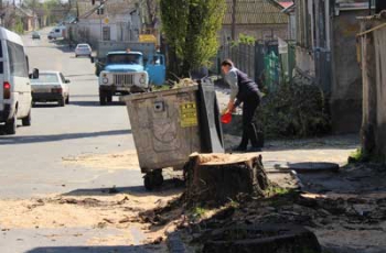 В Мелитополе снова пилят деревья ради тротуарной плитки  фото