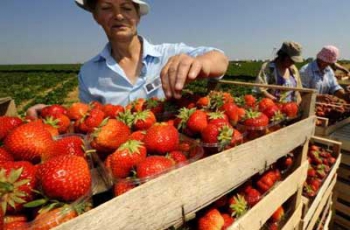 В Украине может возникнуть дефицит клубники фото