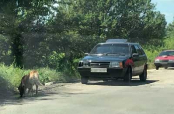 В Запорожской области не разминулись две автоледи  фото