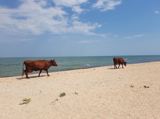 Мелитопольцам пришлось загорать на море с коровами фото