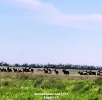 В сети показали тайные уголки острова Бирючий фото