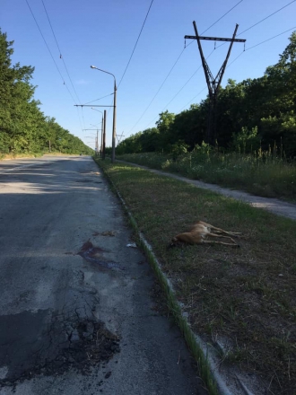 В Запорожье на Хортице убили молодого оленя (Фото) фото