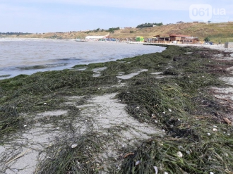 В Бердянске на пляжах в заливе выбросило водоросли фото