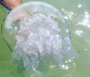 В Кирилловке появились гигантские медузы фото