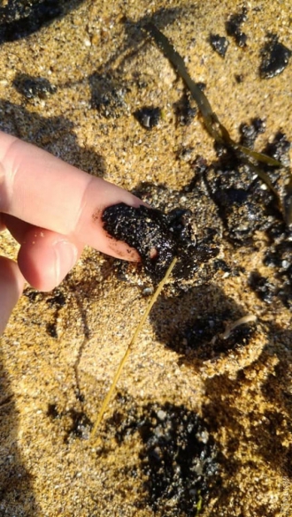 В Одессе на пляжи выбросило нефтепродукты фото