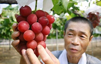 В Японии гроздь винограда продали за 11 тысяч долларов фото