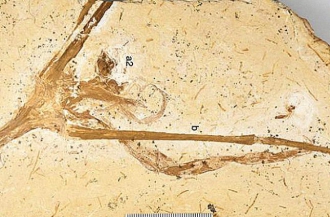 Ученые нашли лилию возрастом 113 миллионов лет фото
