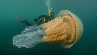 Гигантскую медузу размером с человека обнаружили в Британии фото
