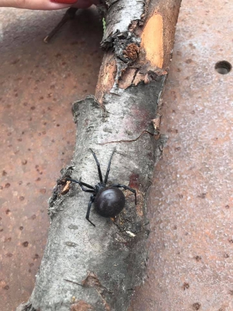 В Запорожской области по двору частного дома прополз опасный и ядовитый паук  фото